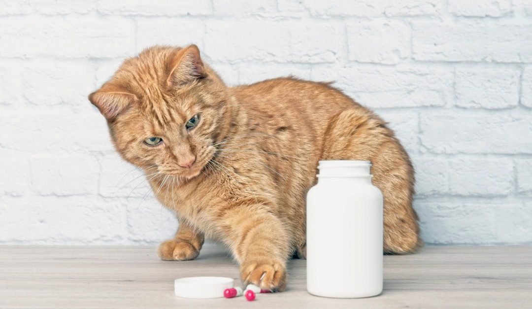 4 Hidden Pet Dangers That May be Lurking in Your Home