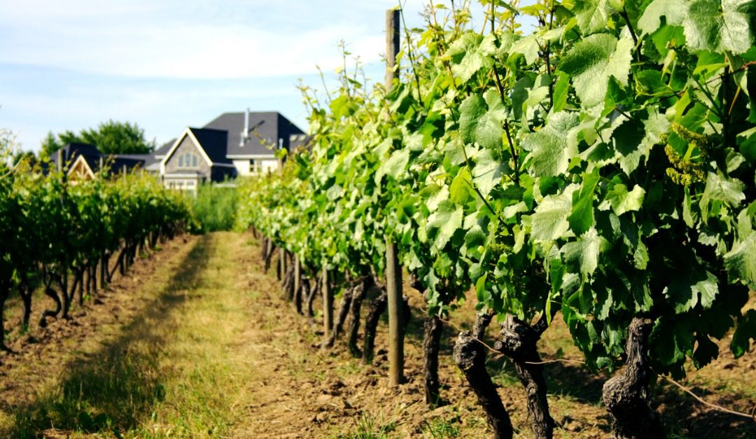 4 Things to Love About Living on a Vineyard