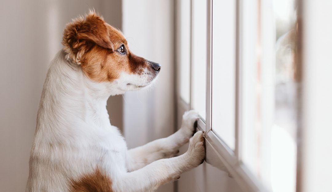 Co-Dependent Pets: How to Reduce Separation Anxiety When Owners Leave Home