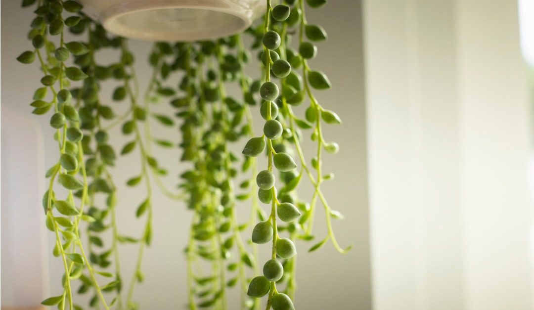 The 10 Best Hanging Plants for Creating an Indoor Jungle