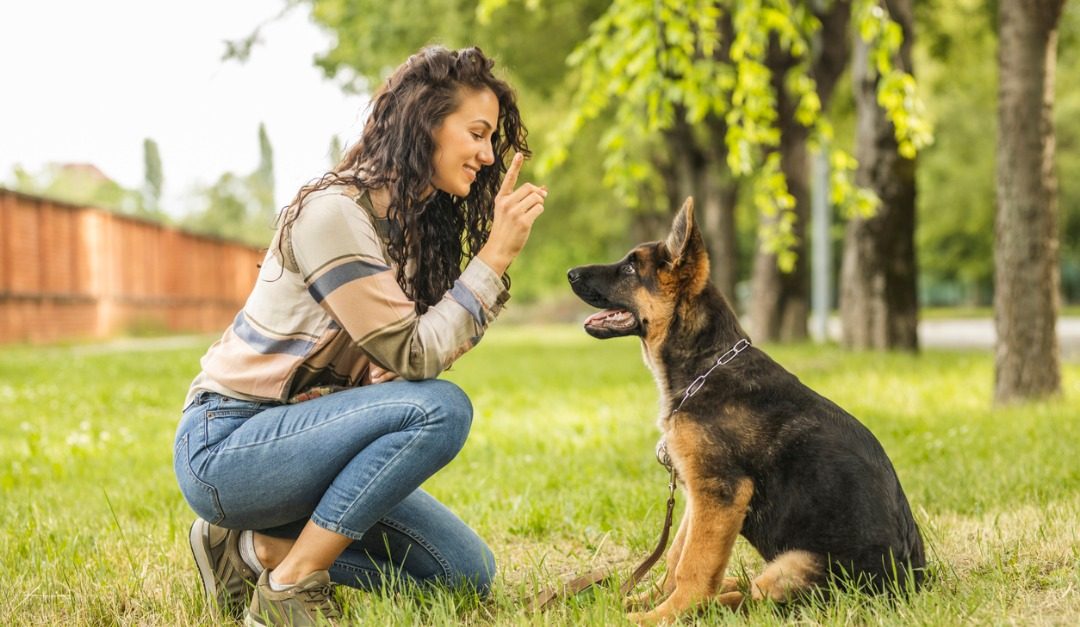 Five Dog Breeds That are Easy to Train