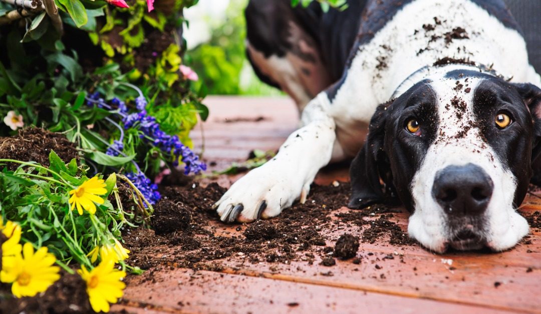 What to Do If Your Neighbor’s Pet Keeps Coming Onto Your Property