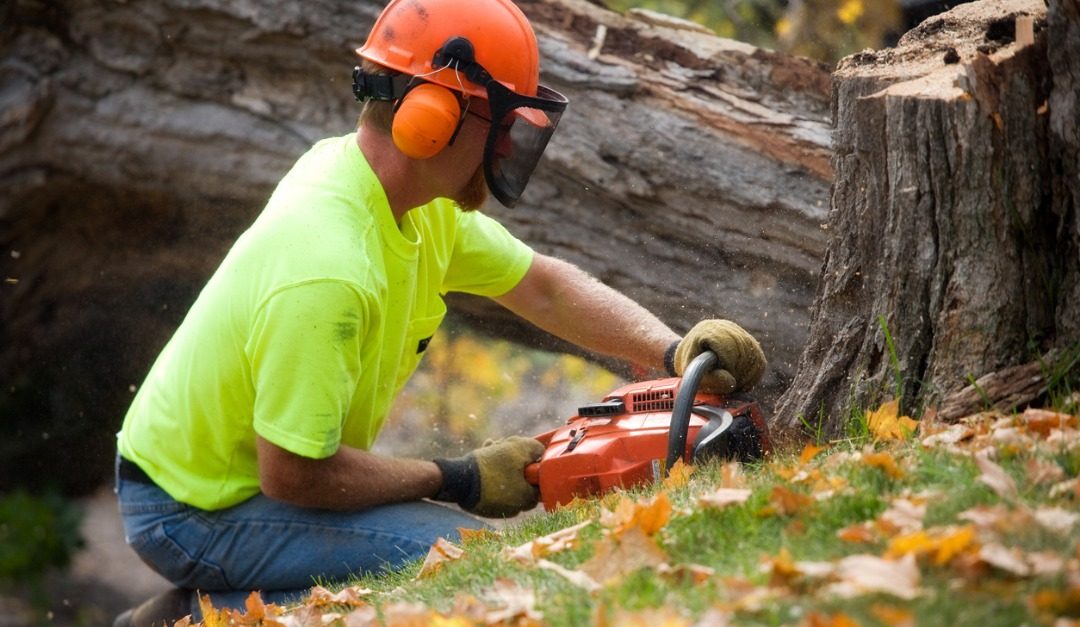 Should You Cut Down a Tree in Your Yard?