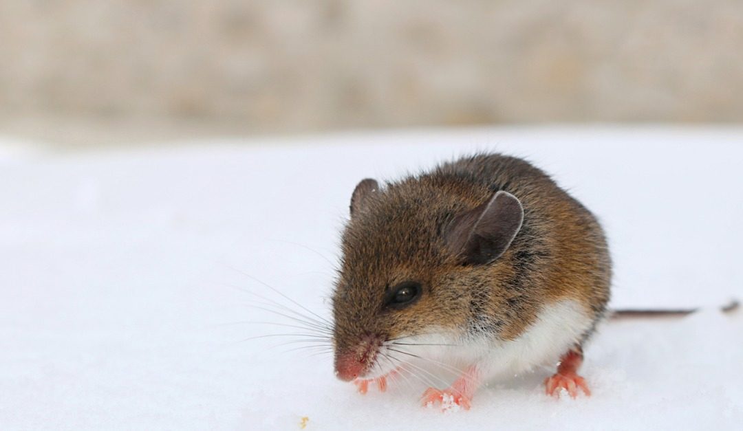 Cold Weather Wildlife and Pest Prevention Tips