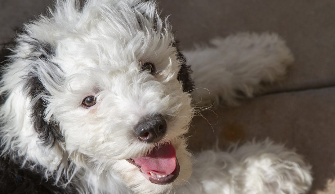 Woman Teaches Her Sheepadoodle How to Communicate Using Buttons