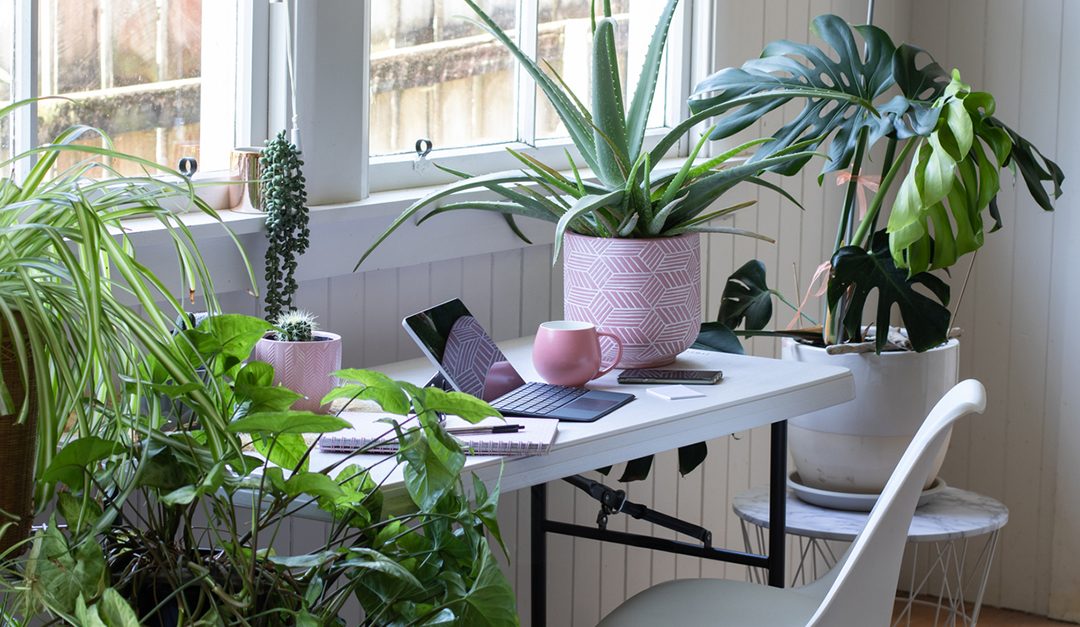 The Biggest Plant Trends of 2021, According to LA Plantfluencers