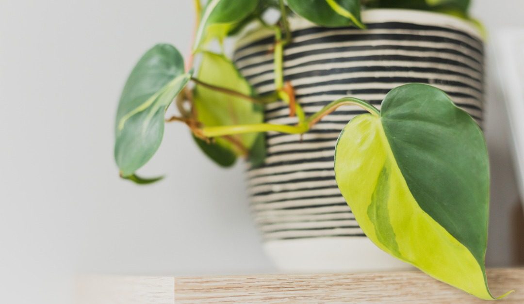 Short on Light? These 4 Houseplants Are For You