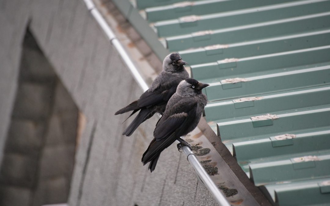 Animals and Other Pests That Can Quickly Ruin Your Roof