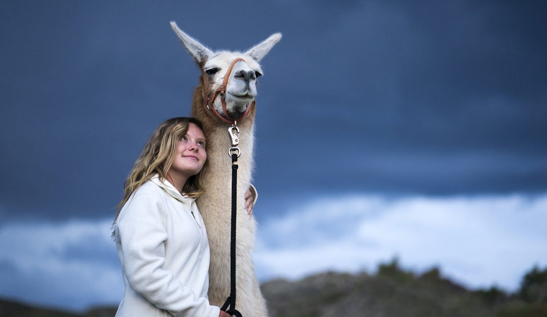 Minnesotans Are Hugging Llamas as Pandemic Pick-Me-Up