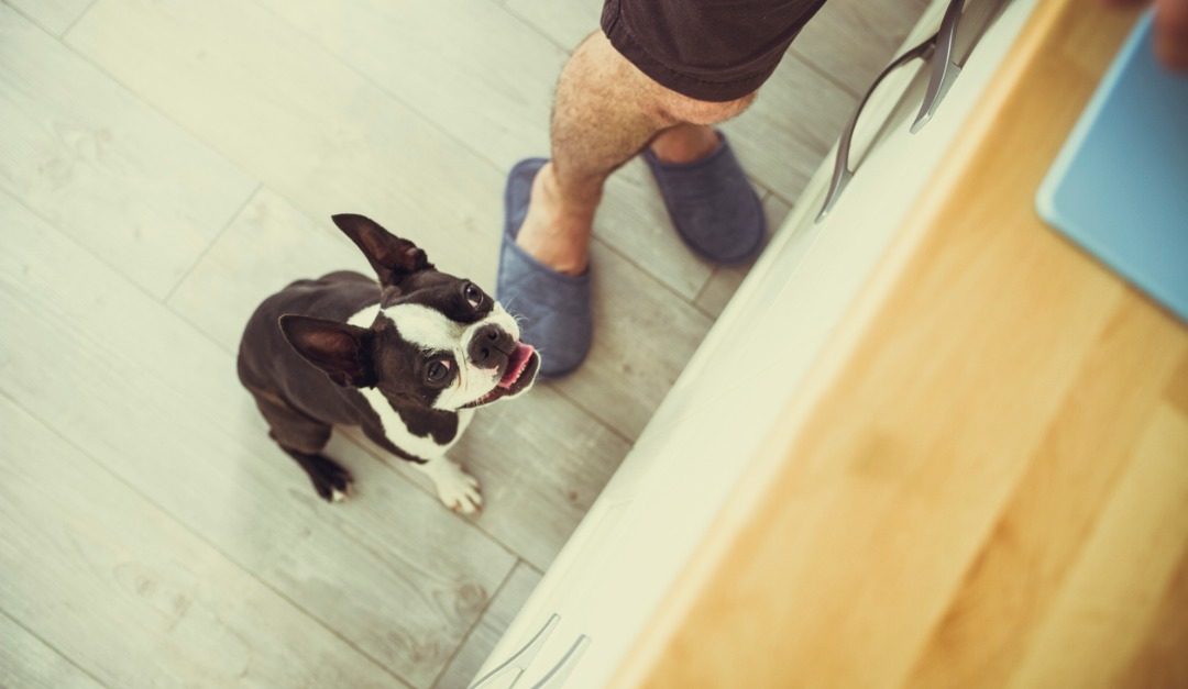 How to Protect Your Pet From Common Dangers in Your Home