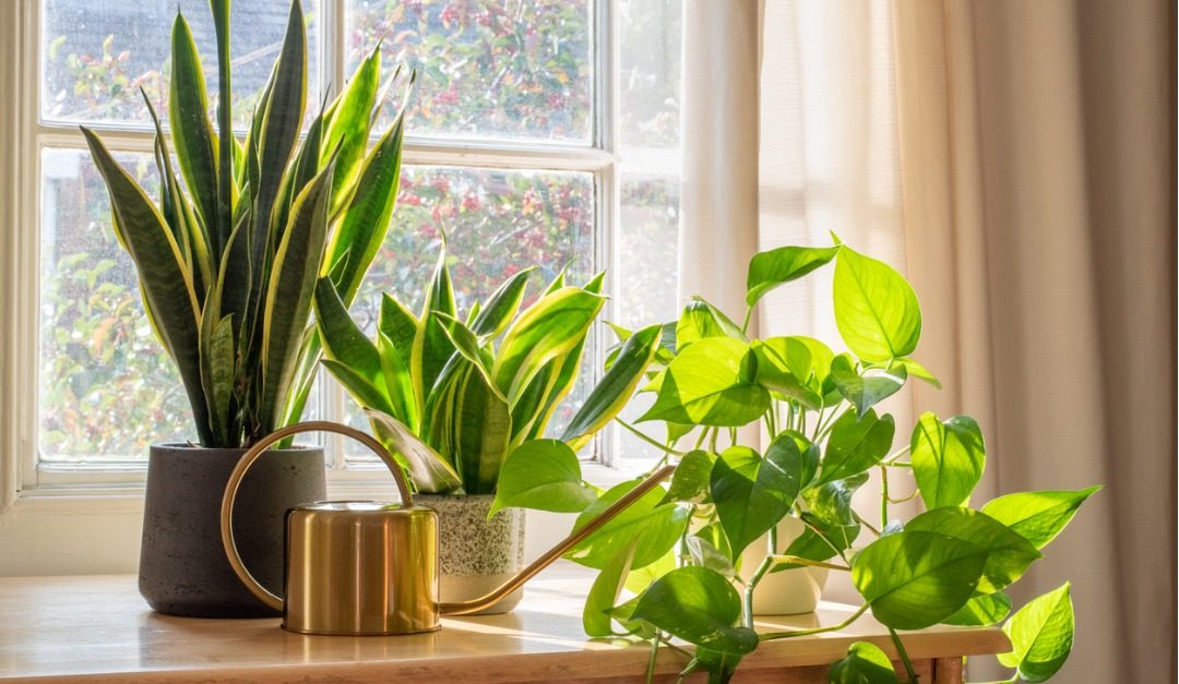 5 Low Maintenance Houseplants to Add to Your Home