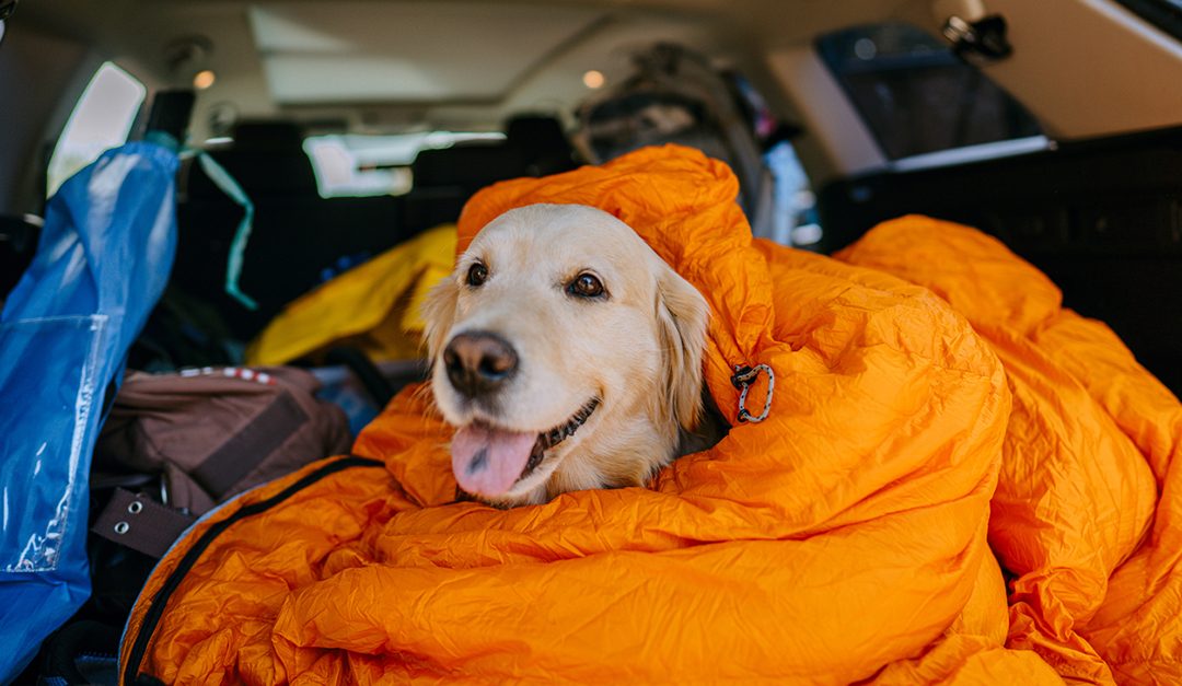 Family Travel Five: Planning the Perfect Pet-Friendly Trip