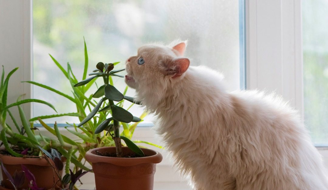 5 Common Houseplants That Are Toxic to Pets