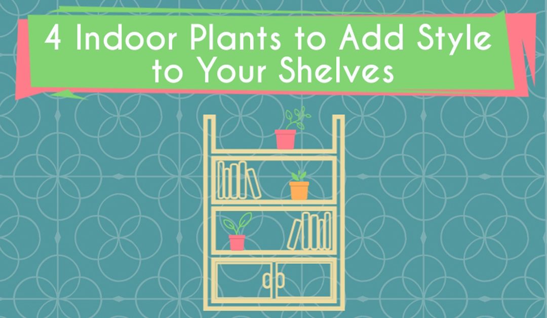 4 Indoor Plants to Add Style to Your Shelves
