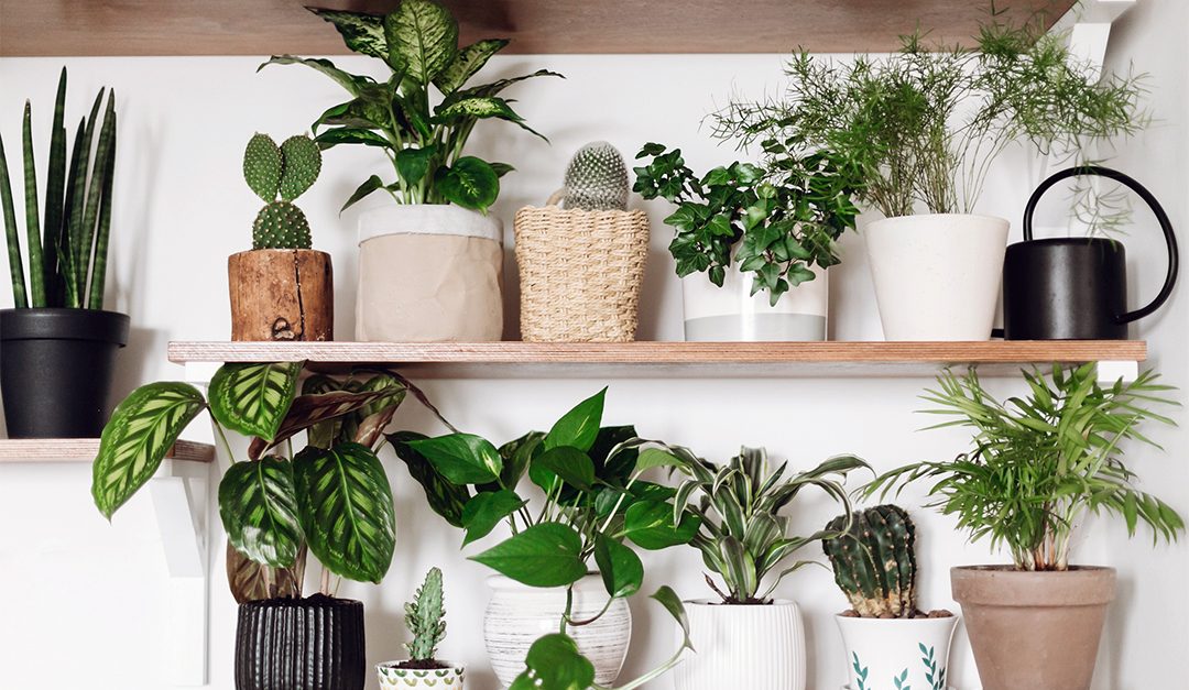 Style Your Shelves With These 4 Indoor Plants
