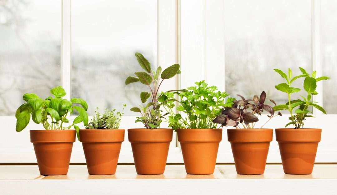 The Best Way to Grow an Herb Garden