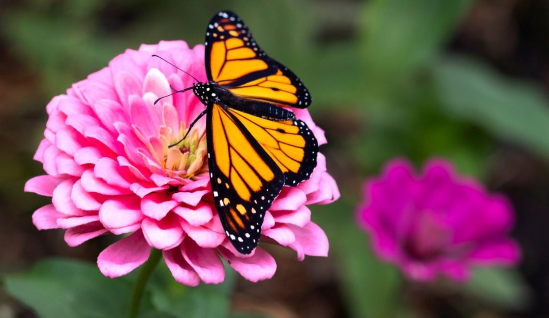 Let’s Bring Back the Monarch Butterfly