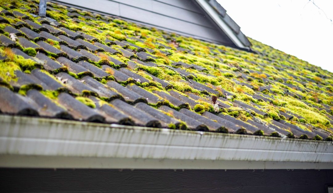 What to Do About Moss on Your Roof