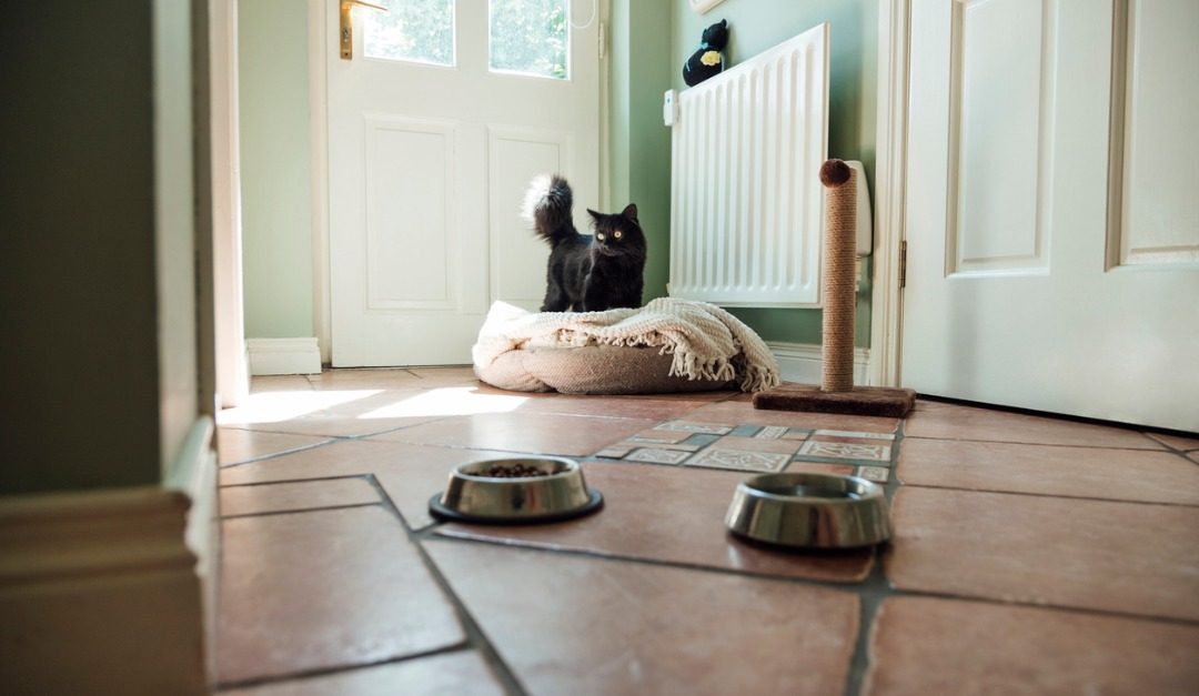4 Home Design Tips for Pet Lovers