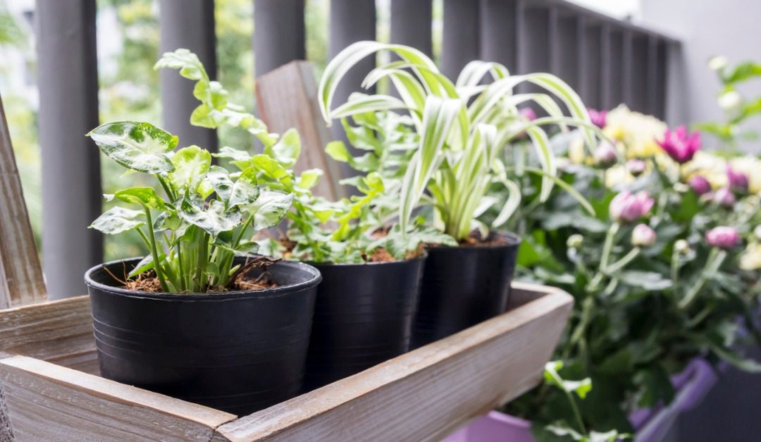 Clever Small Space Gardening Tips