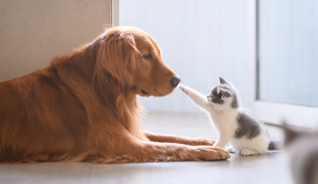 How to Help Your Dog or Cat Adjust to a New Pet