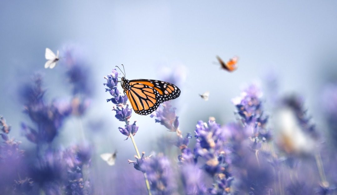 4 Tips for Designing Your Own Butterfly Garden