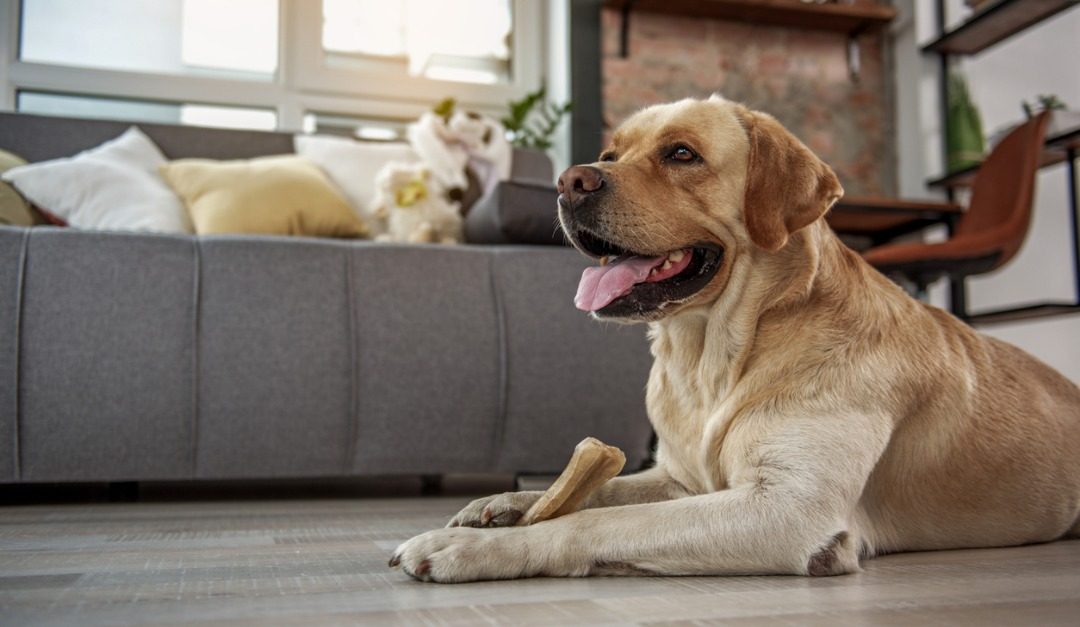 4 Luxury Floors for Dog Owners