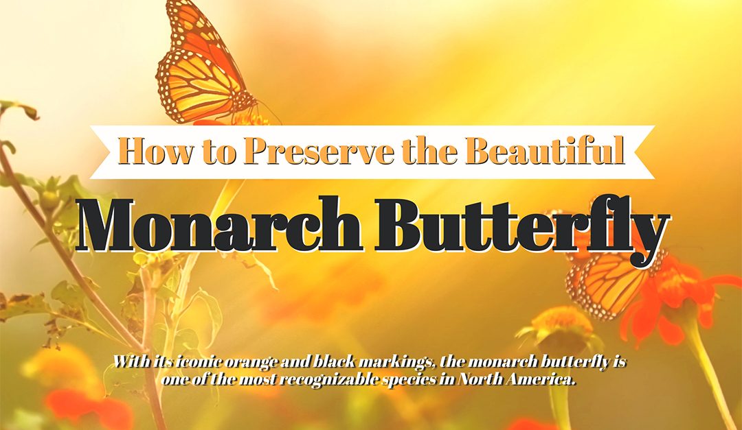 How to Preserve the Beautiful Monarch Butterfly