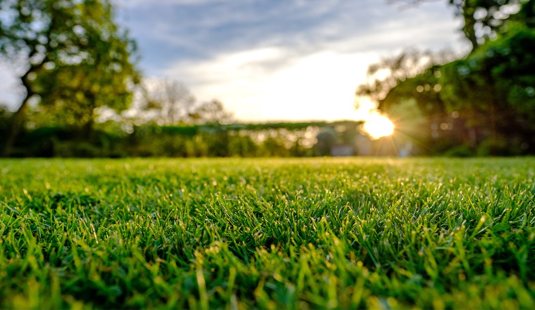 4 Tips to Protecting Your Lawn This Summer