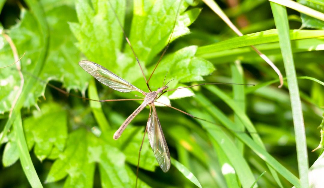 Backyard Mosquito Repellant and Prevention Tips