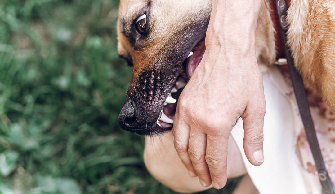 Real Estate Q&A: Is Landlord Responsible if Renter’s Dog Bites Someone?