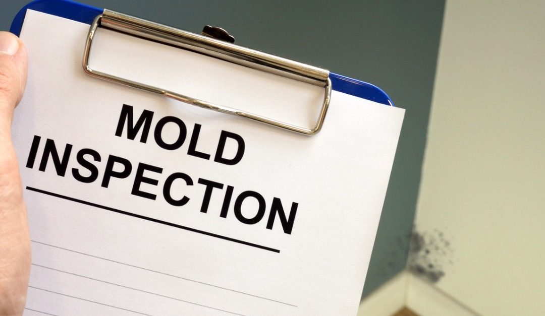 Signs That Your House May Have Mold Behind the Walls