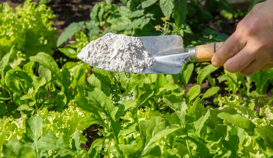 3 Unexpected Things to Buy for Your Yard