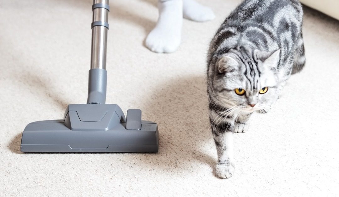 How to Care for Carpet If You Have Pets