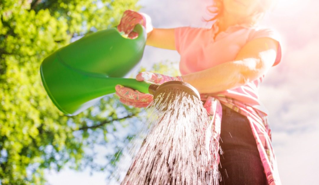 Help Your Garden Survive Summer’s Heat