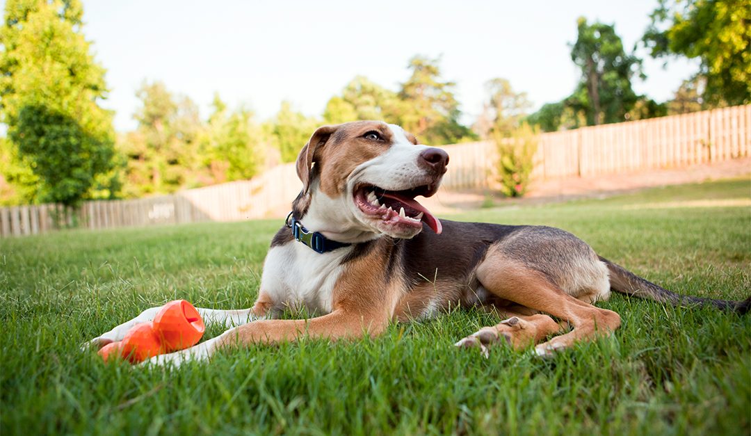How to Create a Pet-Safe Yard