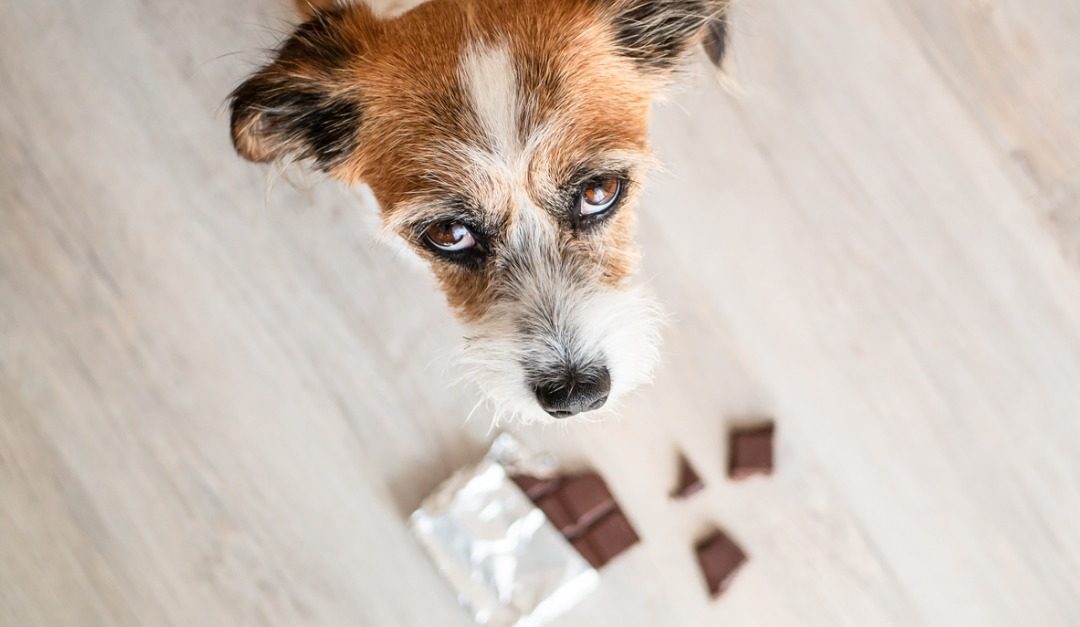 What to Do If You Think Your Pet Consumed Something Poisonous