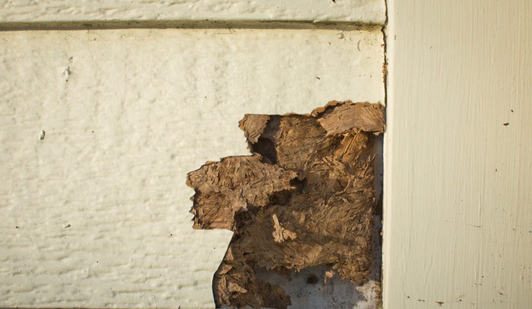 How to Keep Insects From Damaging Your Siding