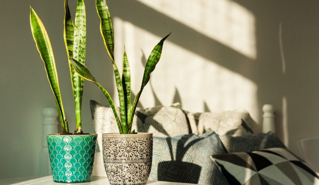 Easy-Care Houseplants You’ll Find Tough to Kill