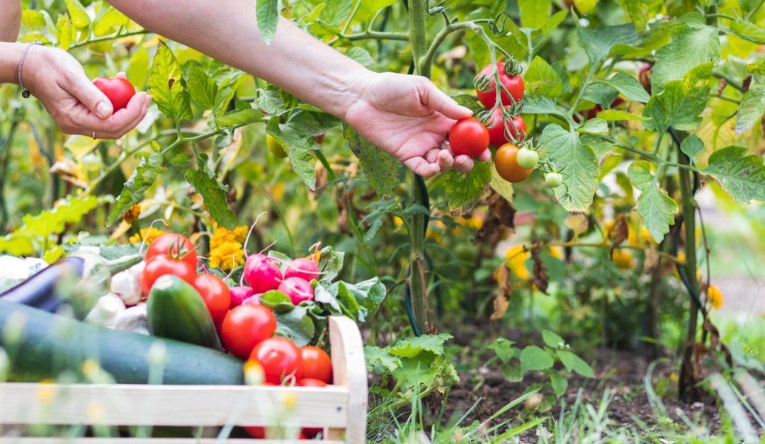 Easy Tricks for Starting Your First Vegetable Garden