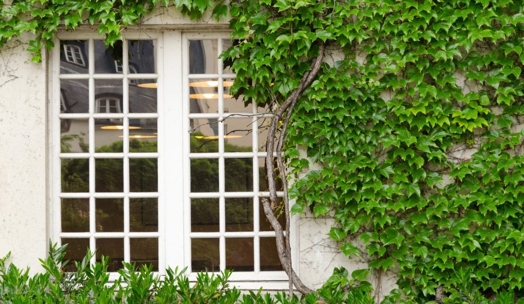 4 Plants You Should Not Put in Your Yard